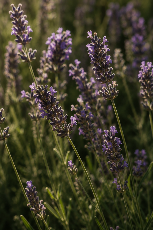 Lavanda