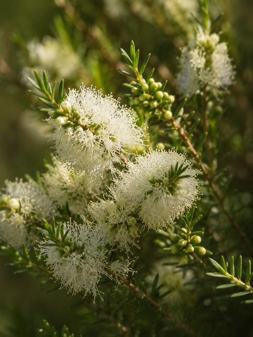 Malaleuca