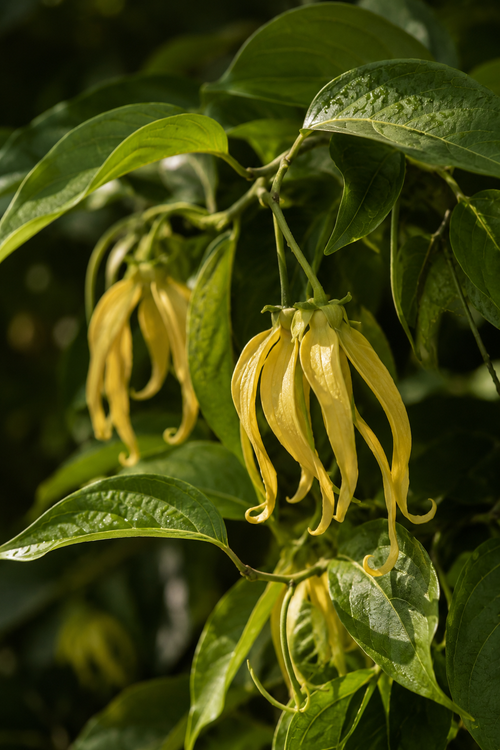 Ylang-Ylang